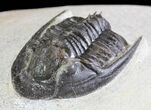Rare, Tropidocoryphe Trilobite - Proetid With Axial Spines #64417-4